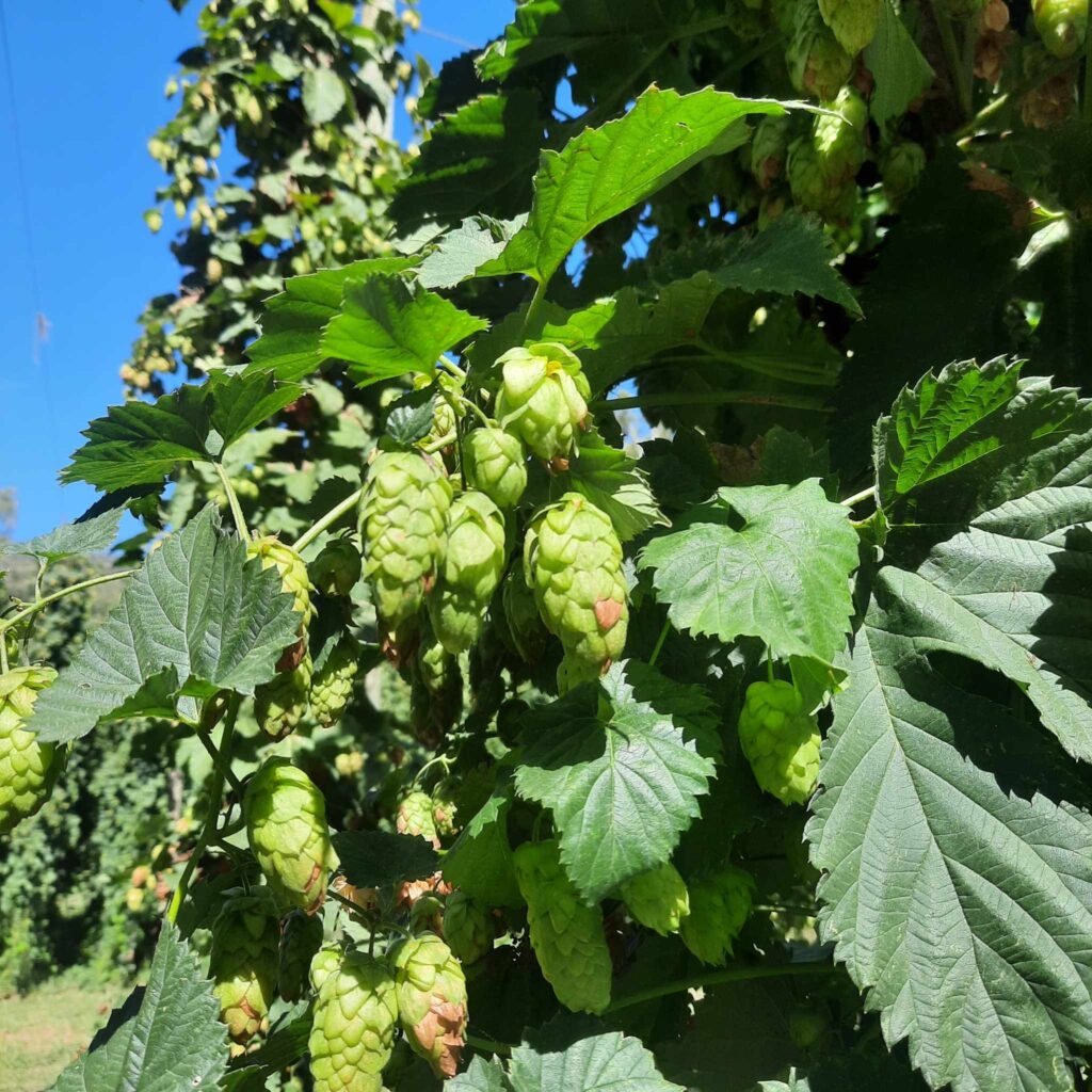 Aunty Jacks Hop Harvest